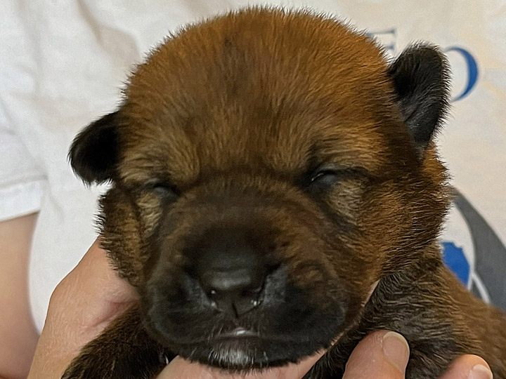 chinook puppy